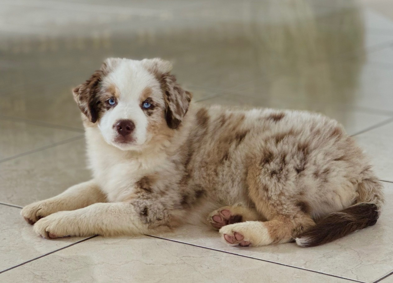 Lorella mini della terra del falco