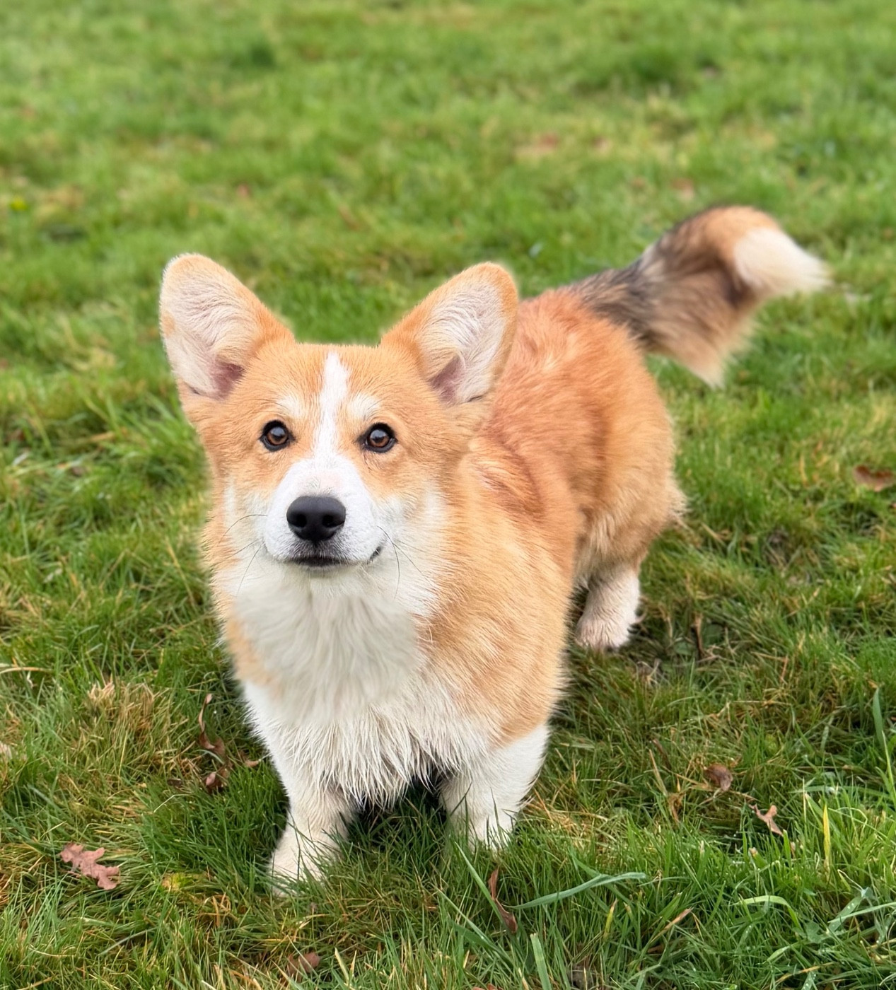 Publication : Des Plaines De Barbizon