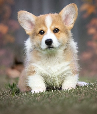 Publication : Des Plaines De Barbizon