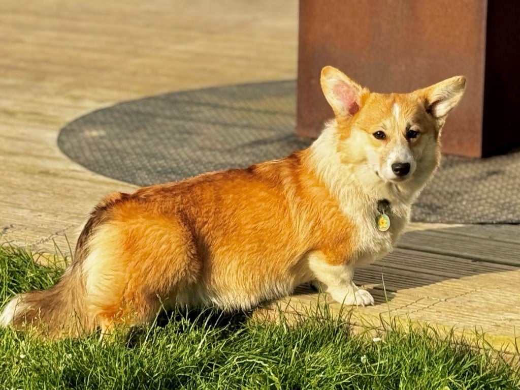 Publication : Des Plaines De Barbizon