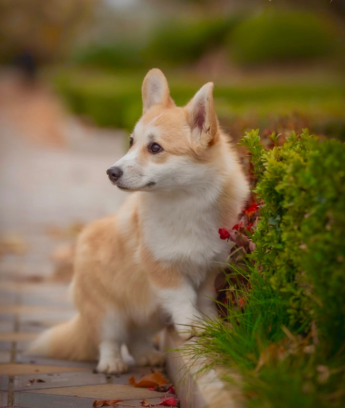 Publication : Des Plaines De Barbizon