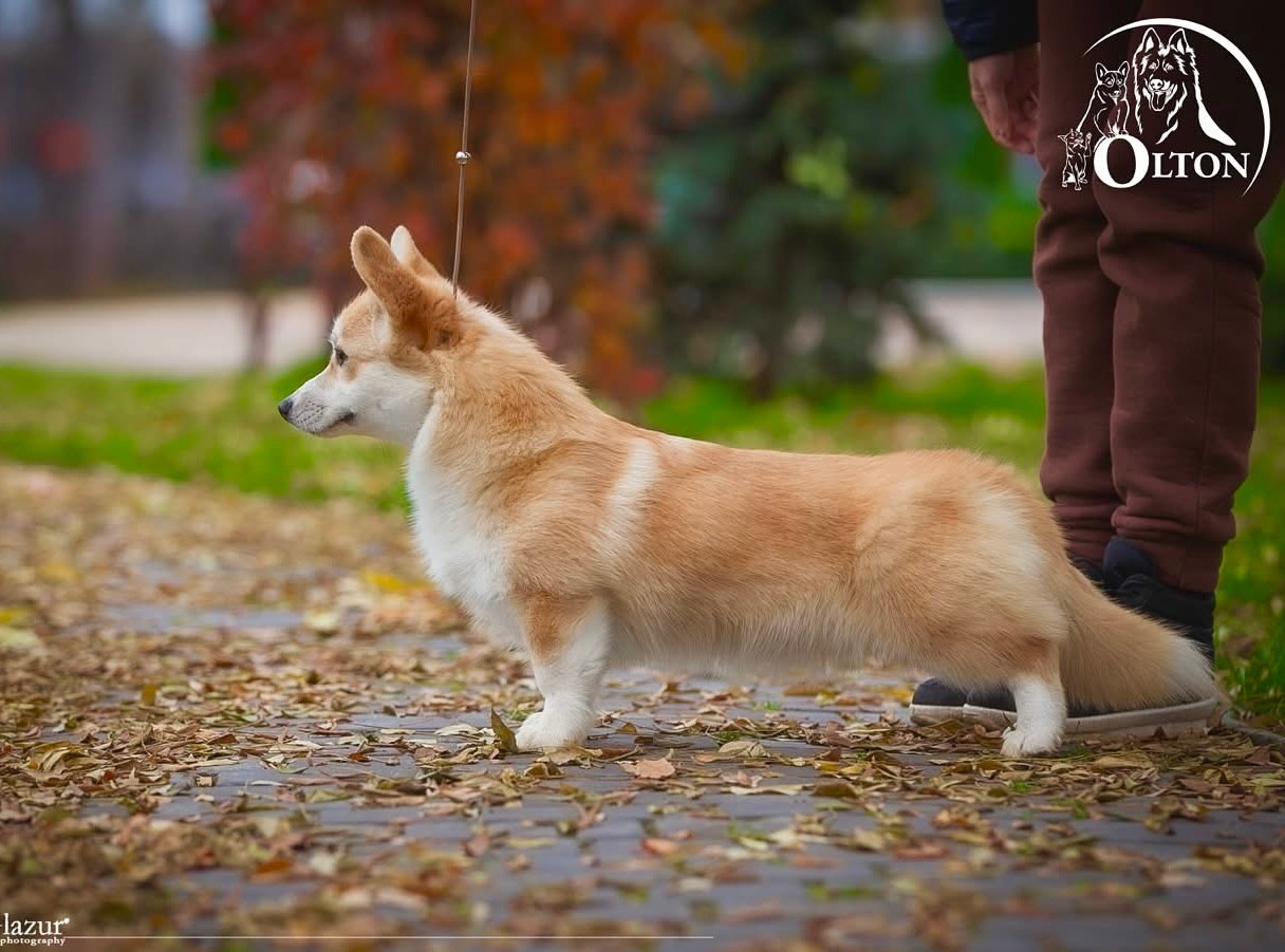 Publication : Des Plaines De Barbizon