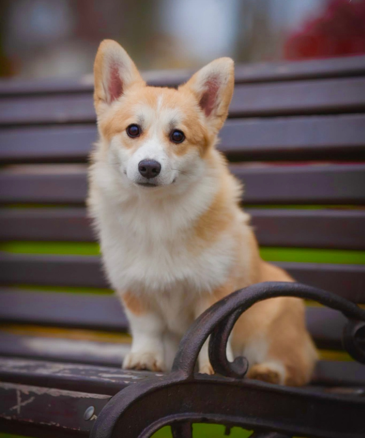 Publication : Des Plaines De Barbizon