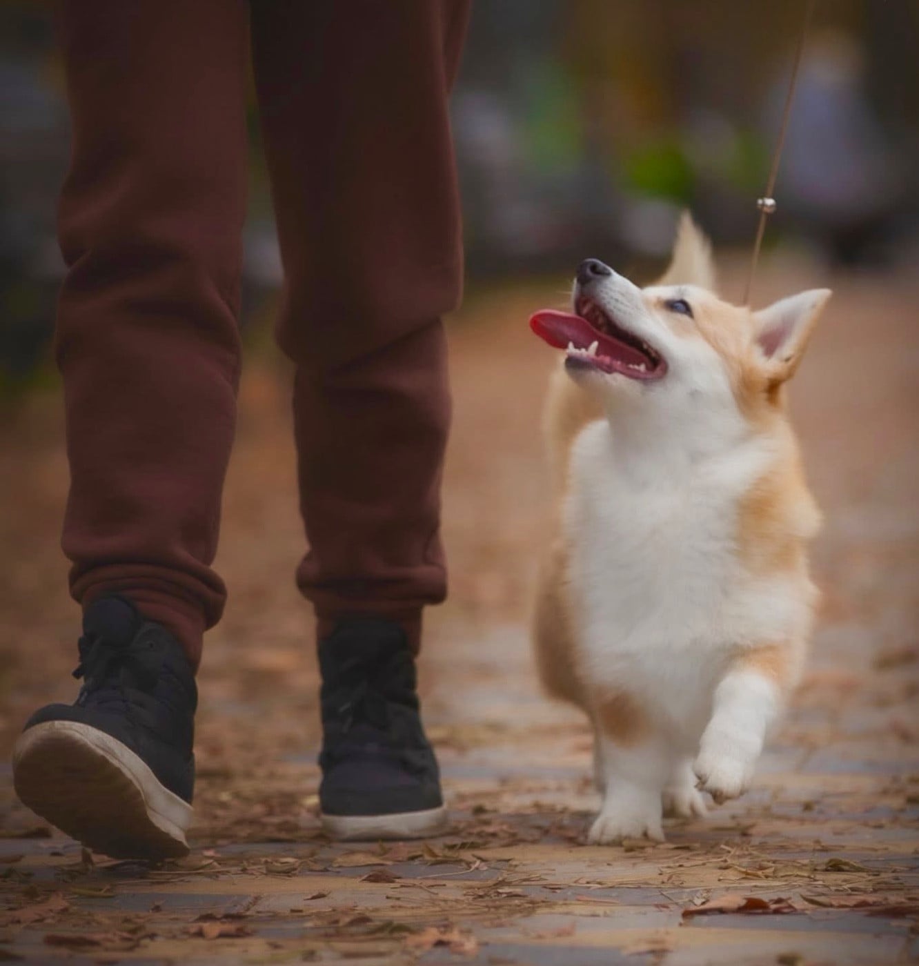 Publication : Des Plaines De Barbizon