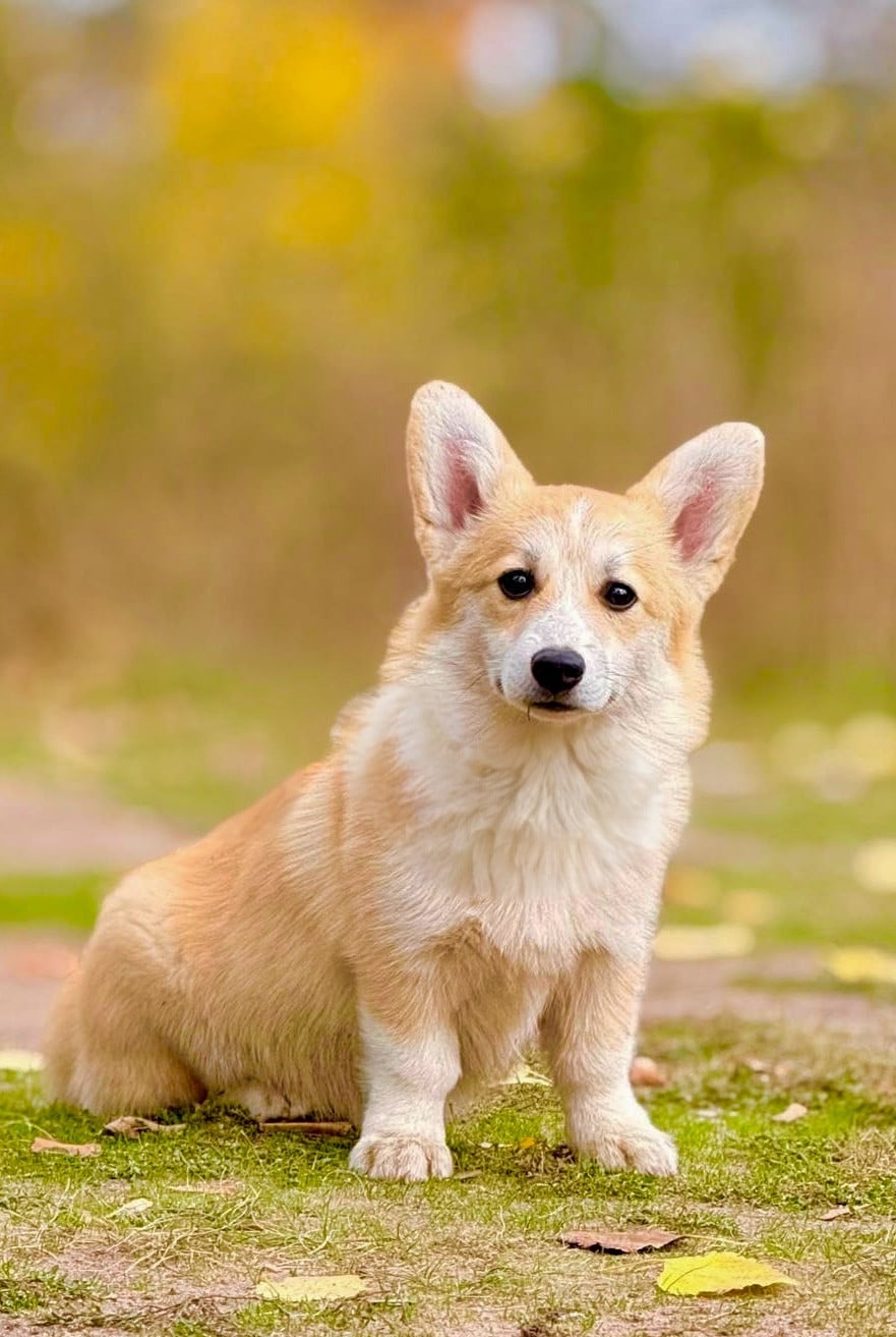 Publication : Des Plaines De Barbizon