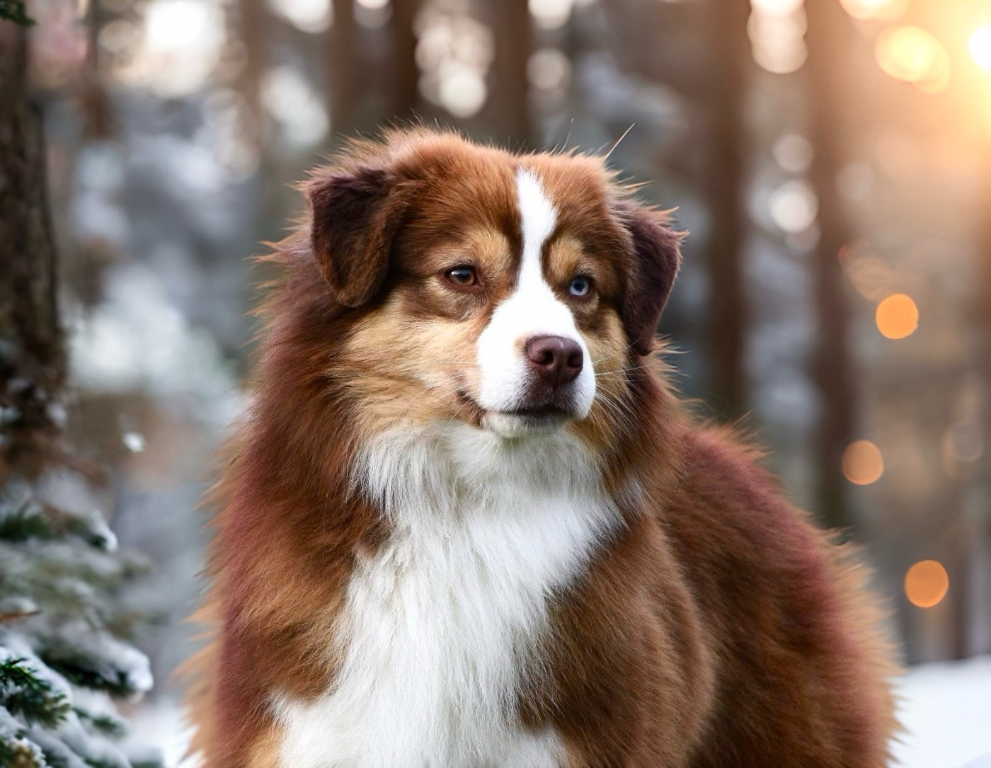 Publication : Des Plaines De Barbizon