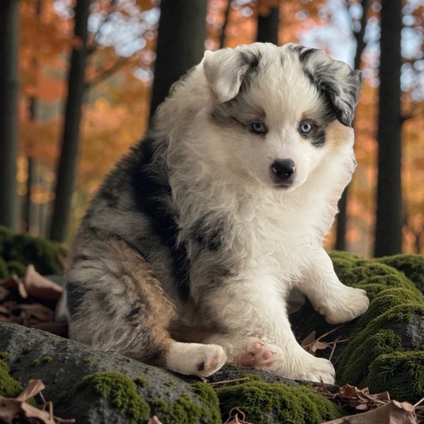 Publication : Des Plaines De Barbizon