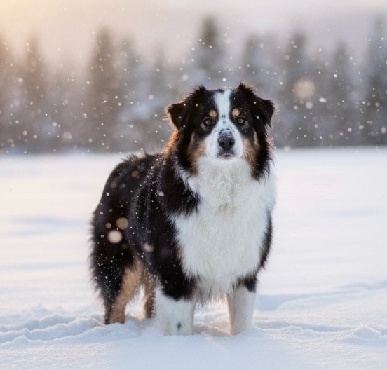 full throttle Kiss a dream