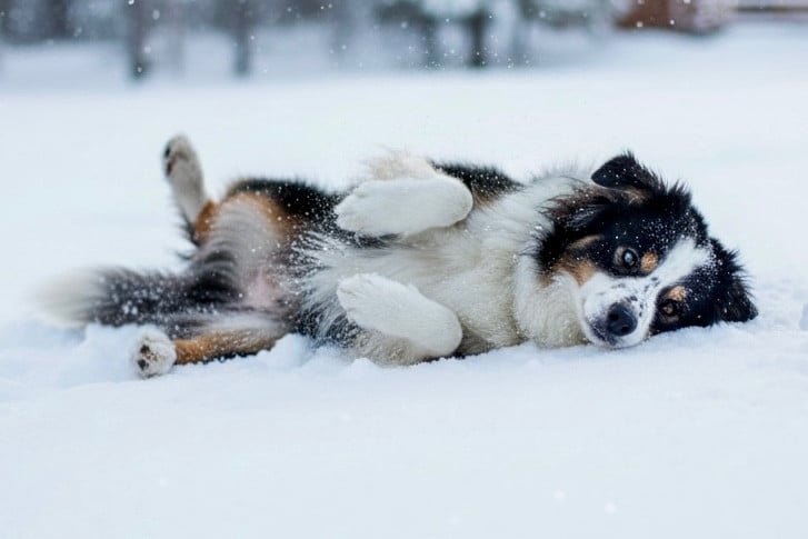 full throttle Kiss a dream