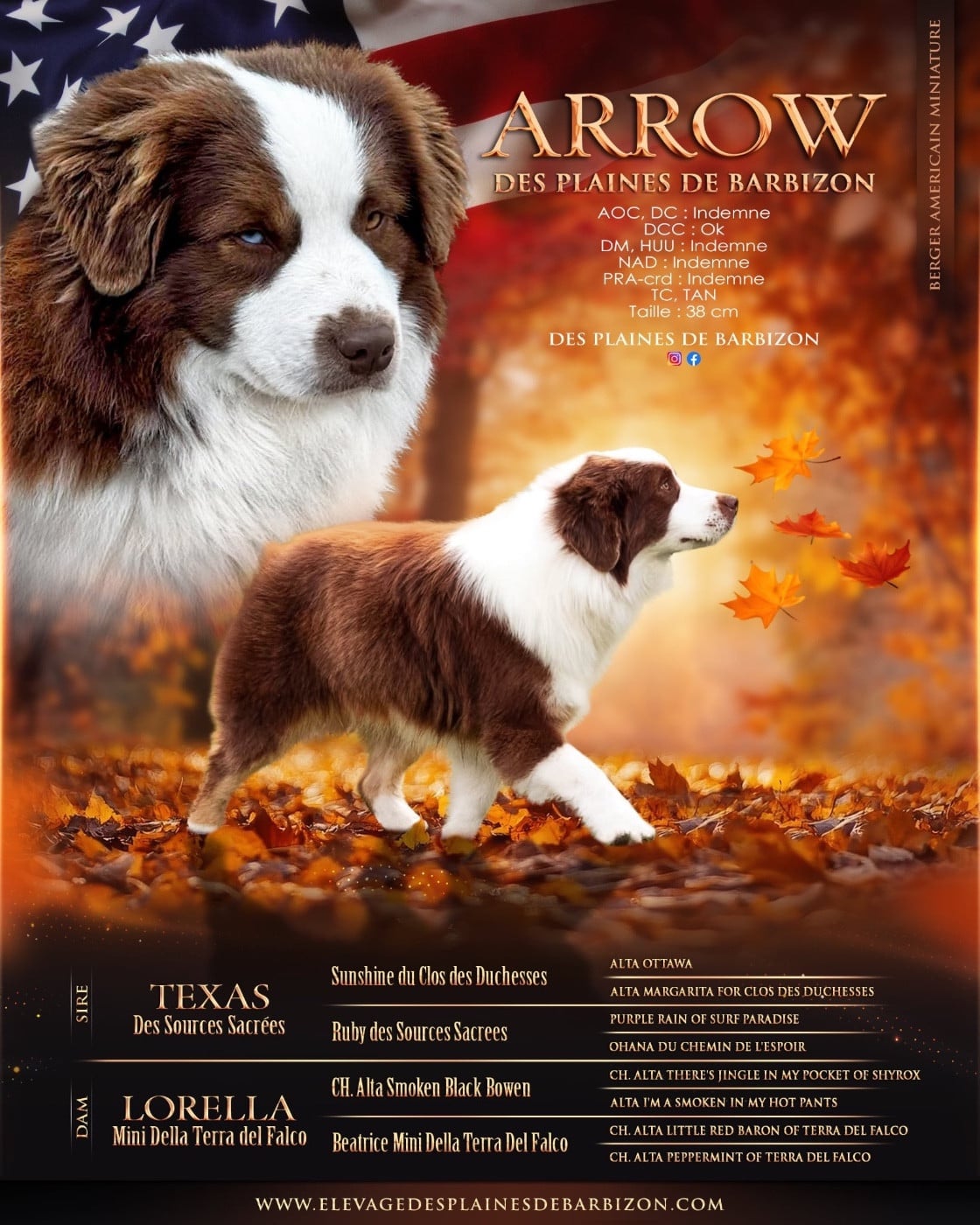 Arrow Des Plaines De Barbizon