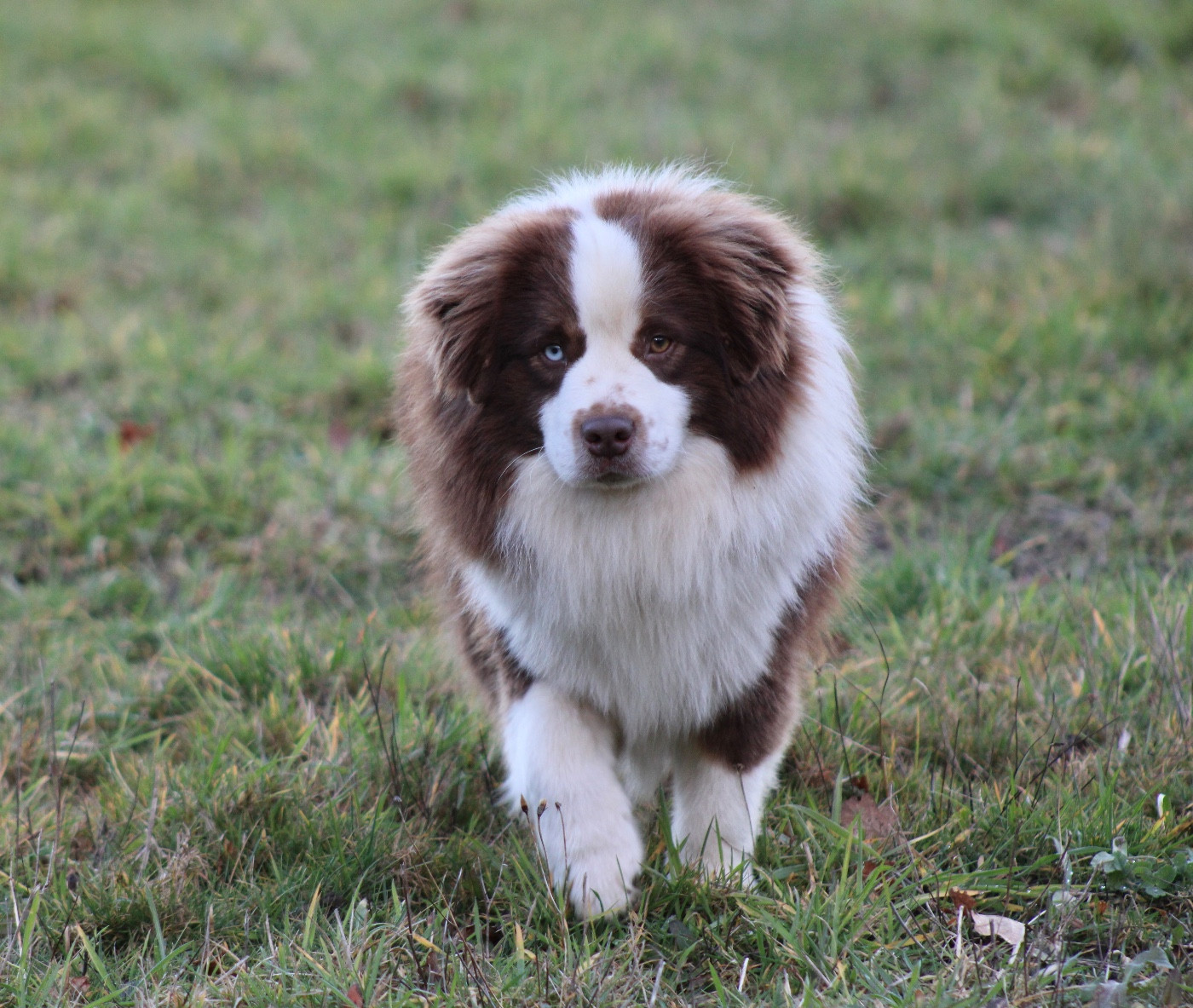 Arrow Des Plaines De Barbizon