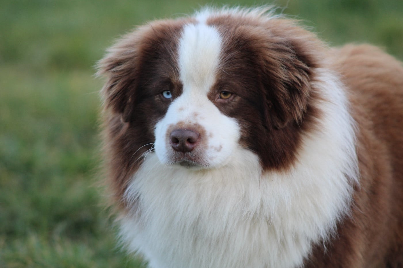 Arrow Des Plaines De Barbizon