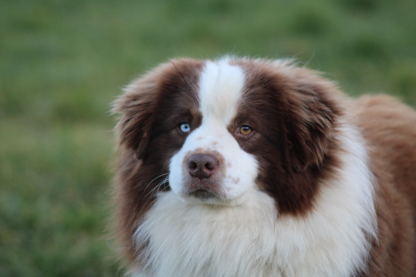 Arrow Des Plaines De Barbizon