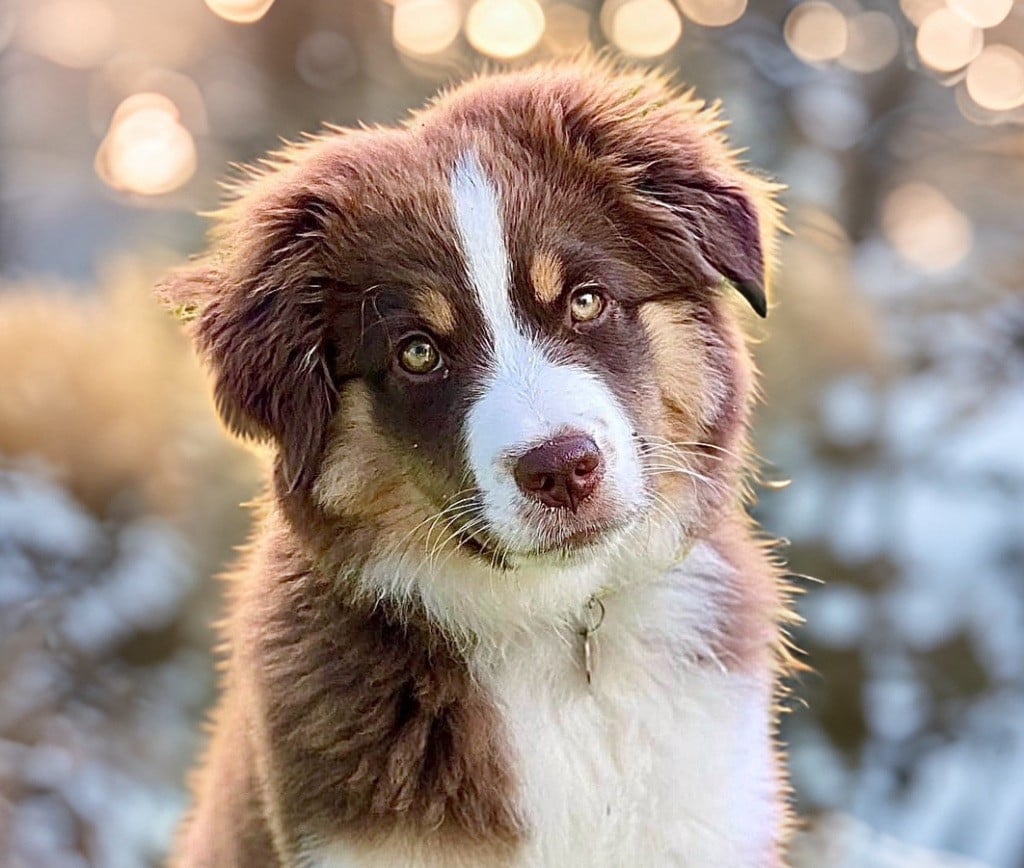 Victoire Des Plaines De Barbizon