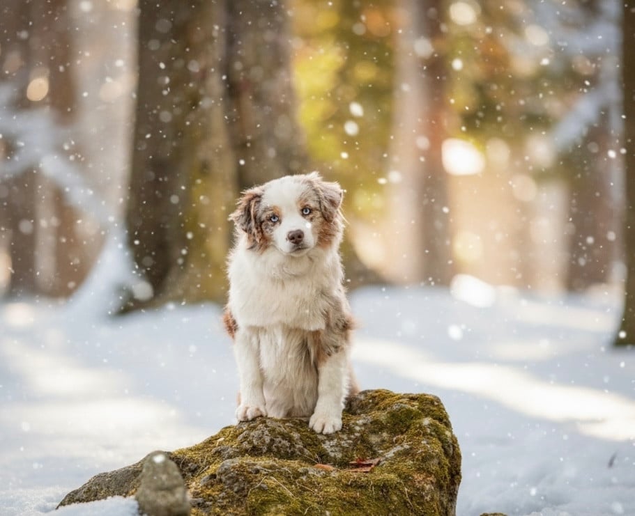 Lorella mini della terra del falco