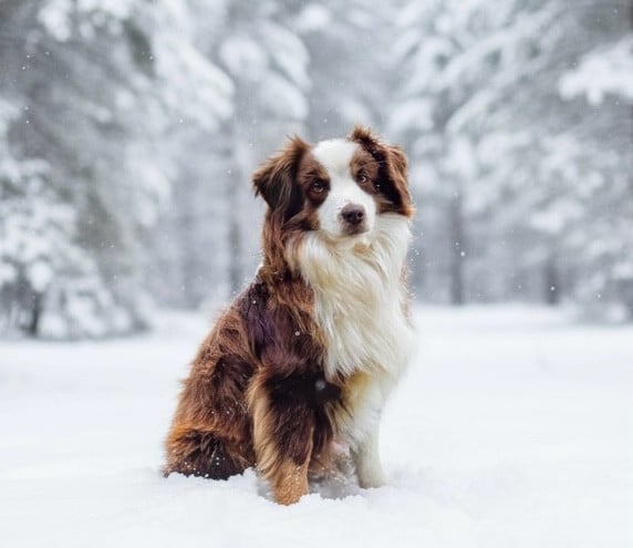 Valeureuse patte d ours Des Plaines De Barbizon