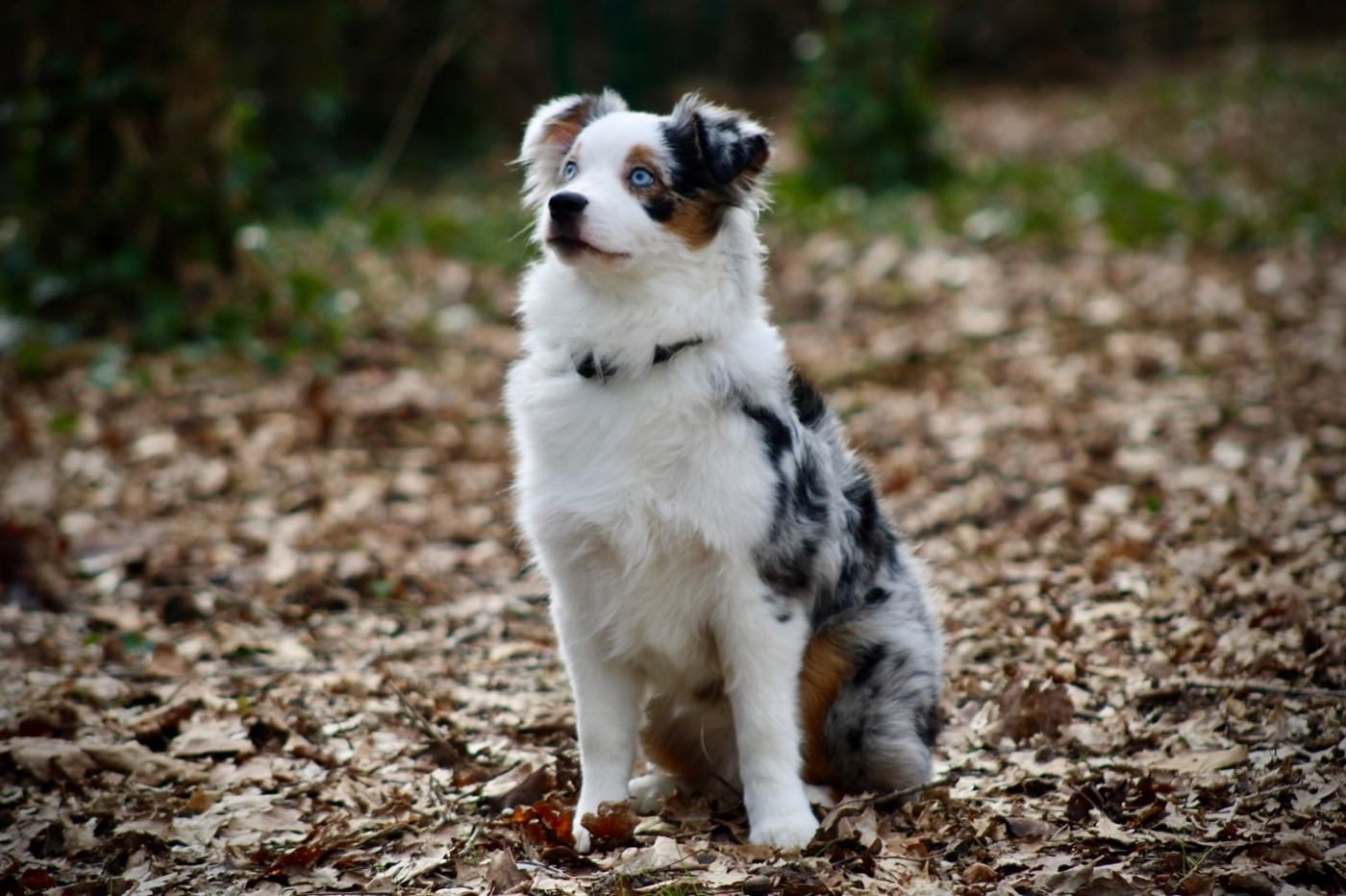 Publication : Des Plaines De Barbizon