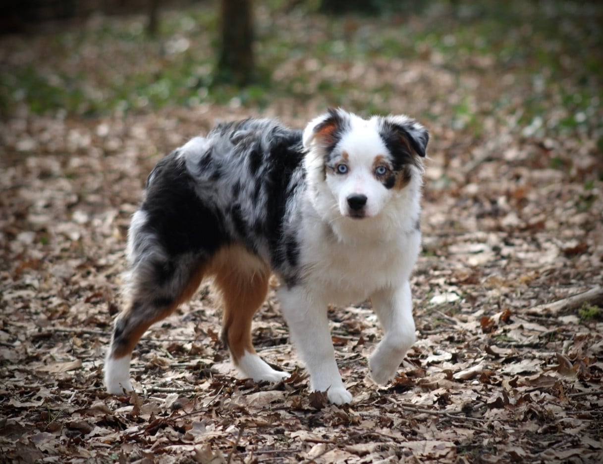 Publication : Des Plaines De Barbizon