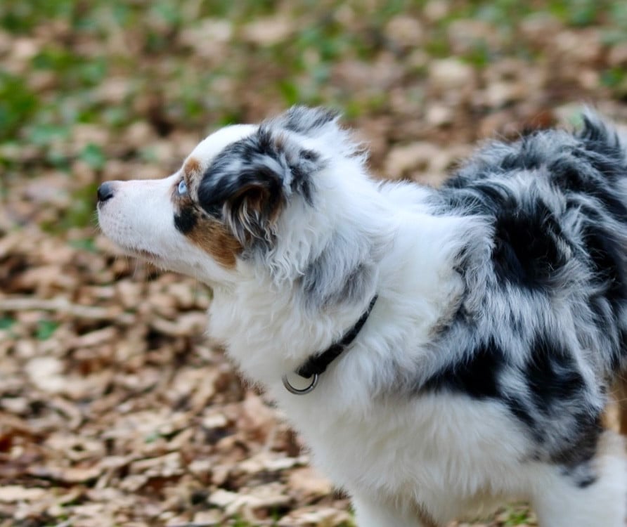 Publication : Des Plaines De Barbizon