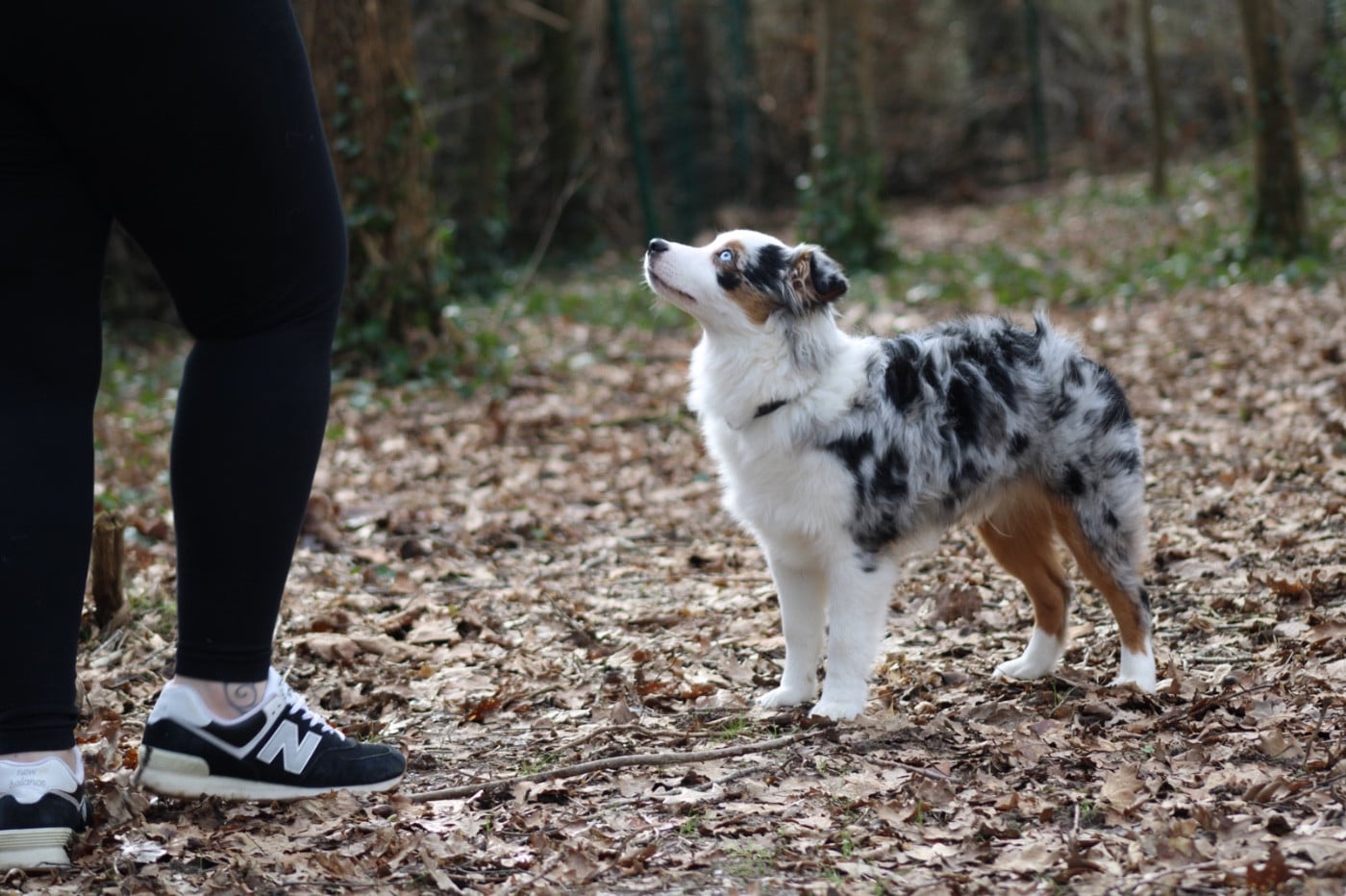 Publication : Des Plaines De Barbizon