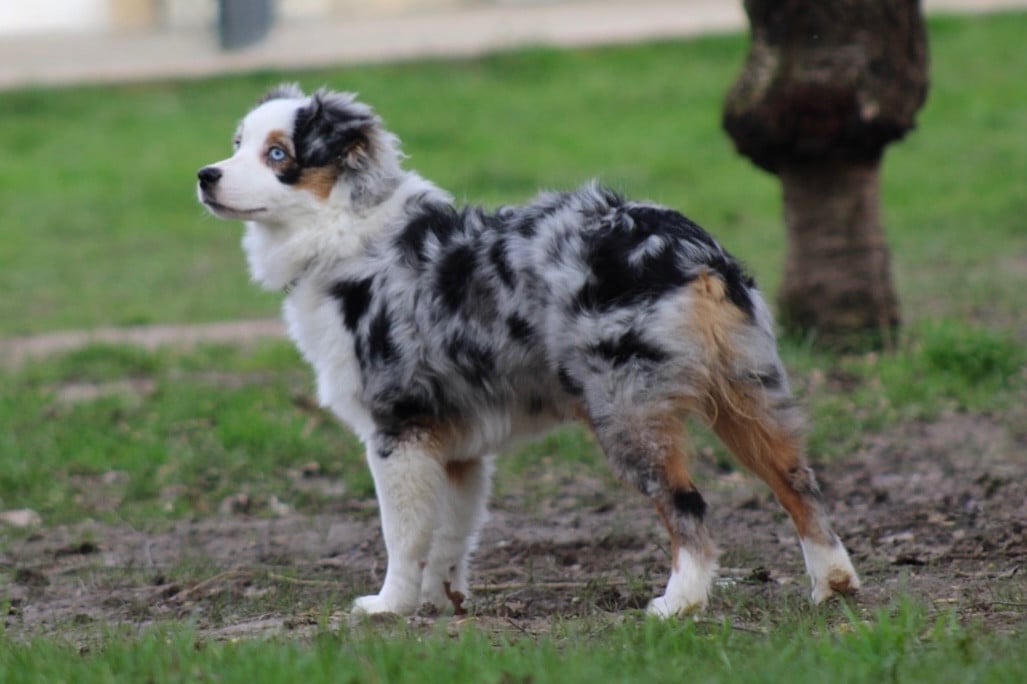 Publication : Des Plaines De Barbizon