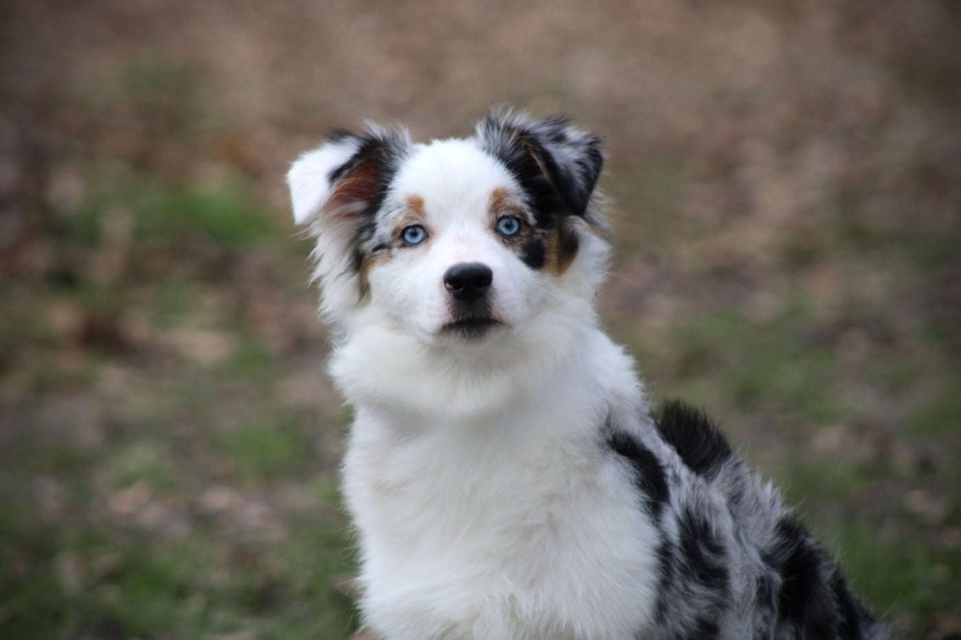 Publication : Des Plaines De Barbizon