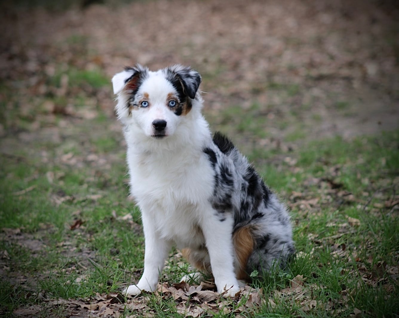 Publication : Des Plaines De Barbizon