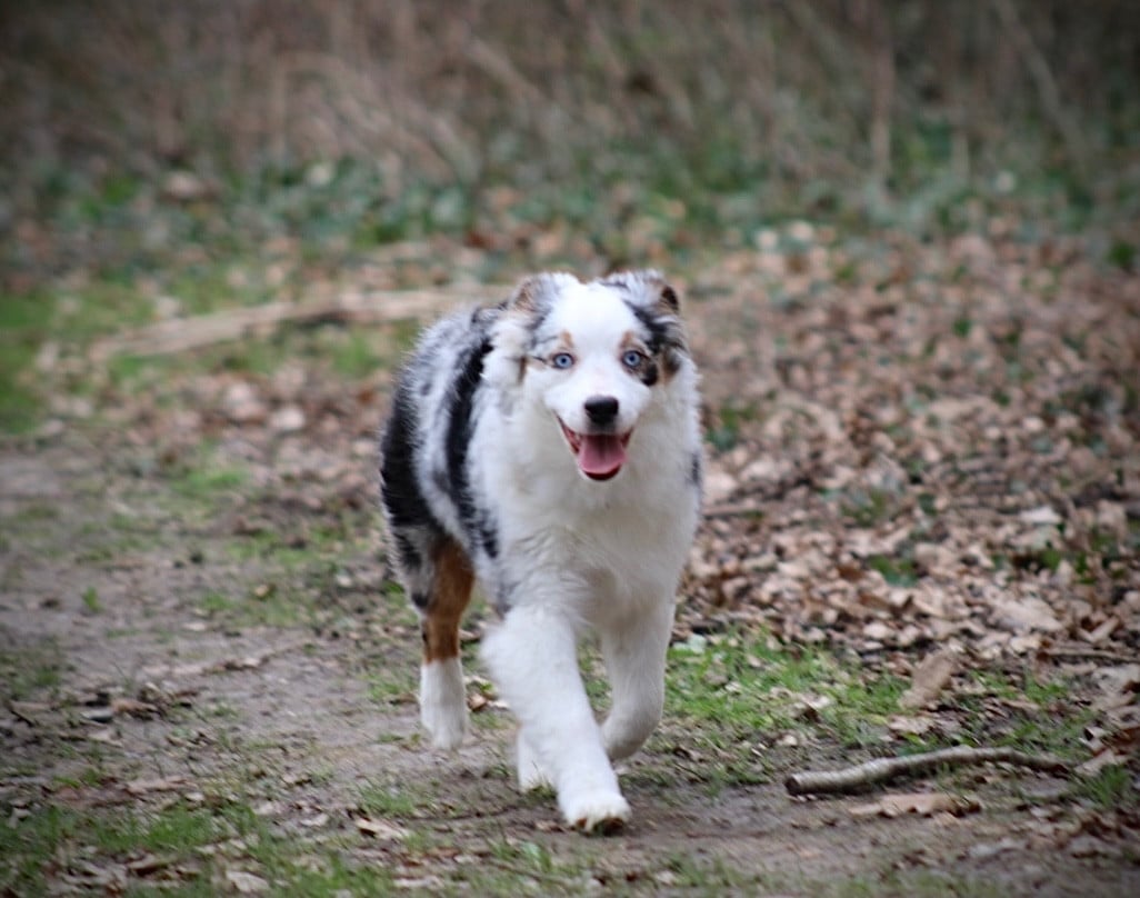 Publication : Des Plaines De Barbizon