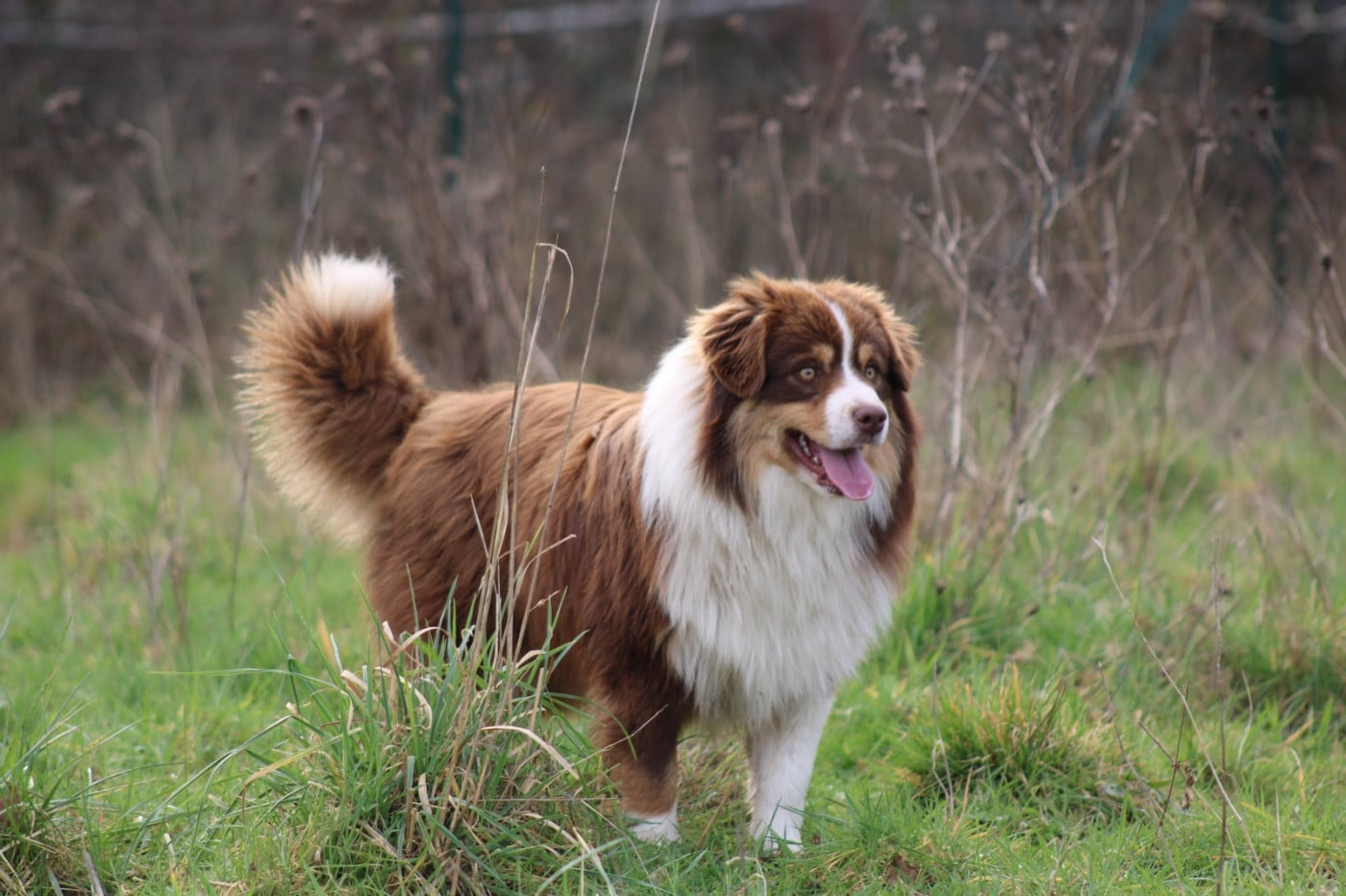 All the stars in the sky of american madness