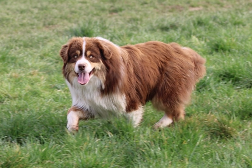 All the stars in the sky of american madness