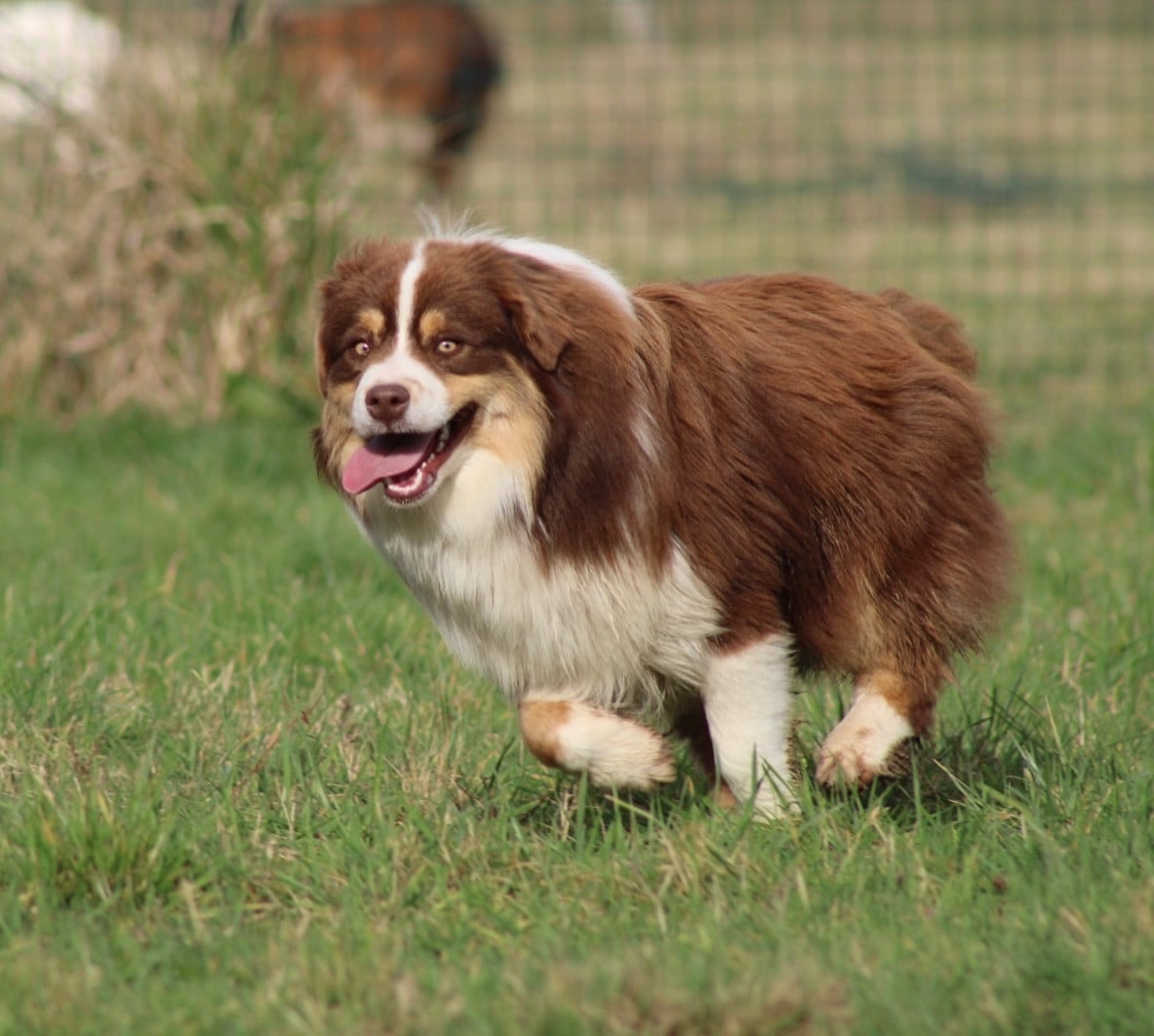 All the stars in the sky of american madness