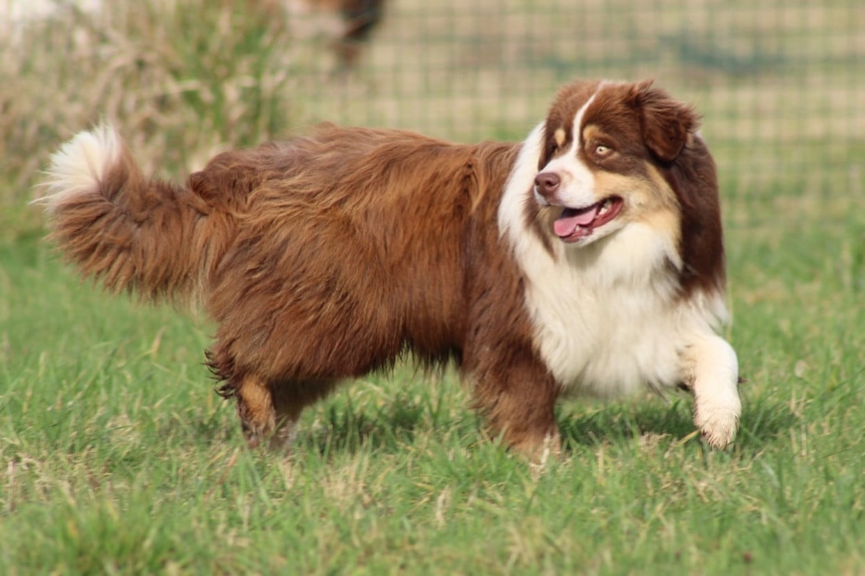 All the stars in the sky of american madness