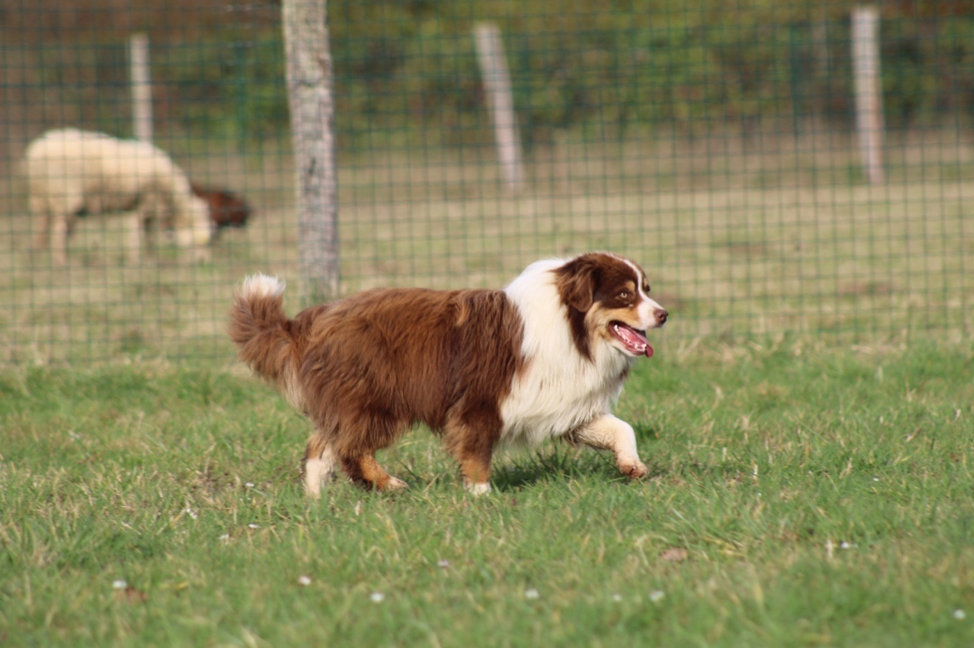 All the stars in the sky of american madness