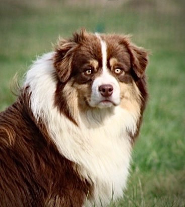 All the stars in the sky of american madness