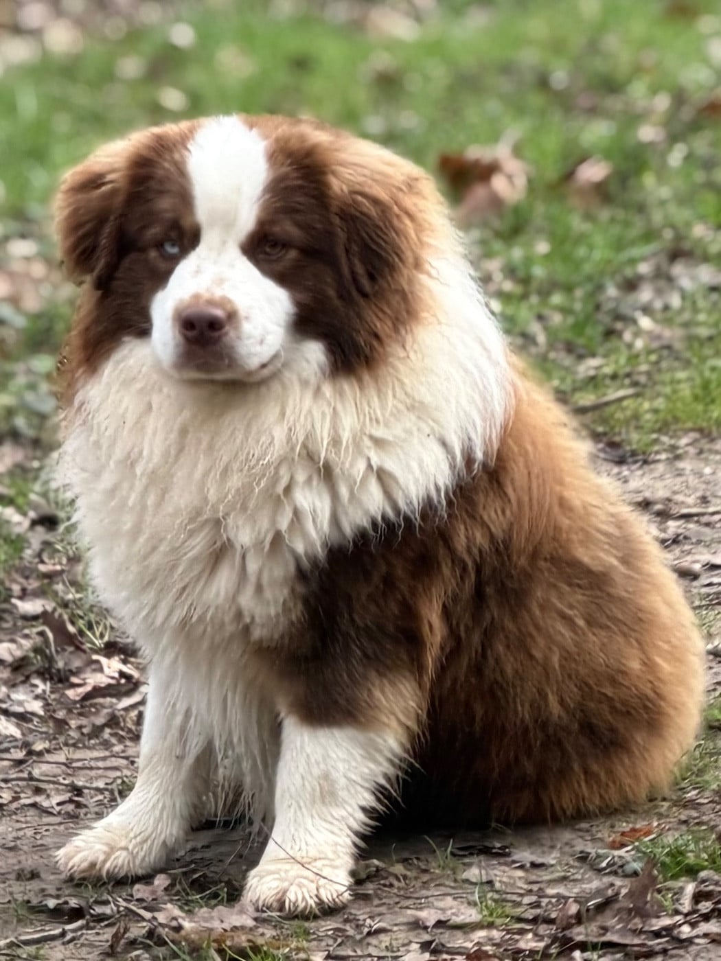 Publication : Des Plaines De Barbizon