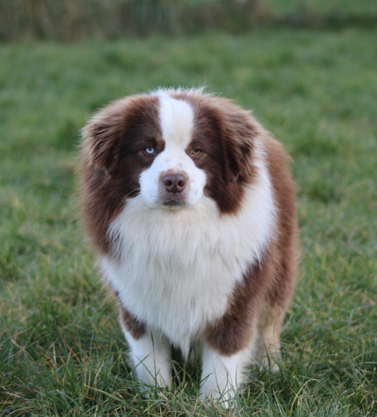 Publication : Des Plaines De Barbizon