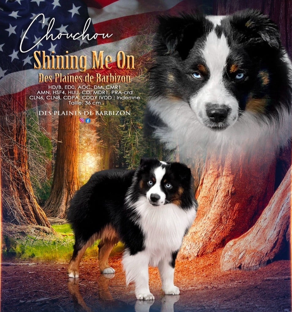 « chouchou » shining me on Des Plaines De Barbizon