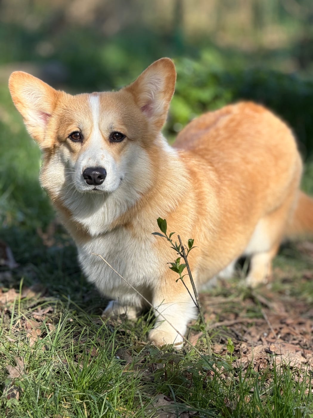 ara millenium Barbra streisand
