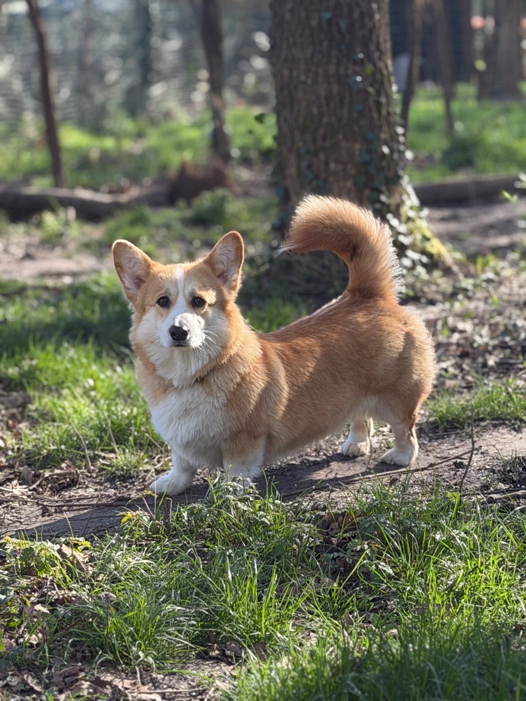 ara millenium Barbra streisand