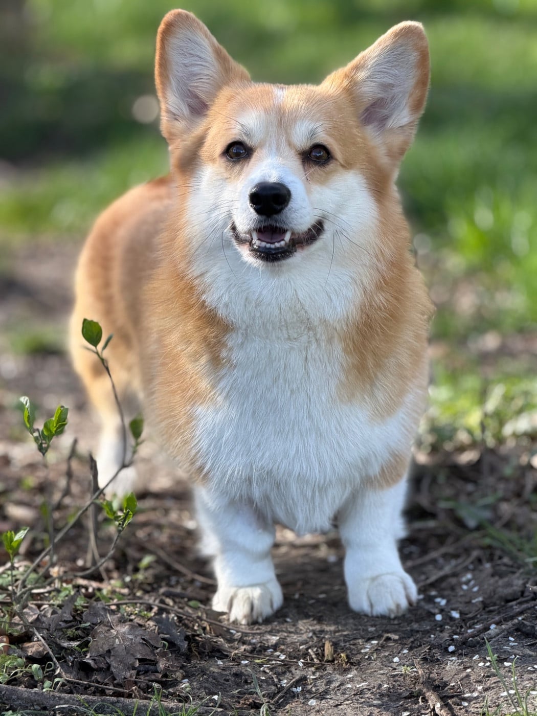 tay bala Jasmine petal