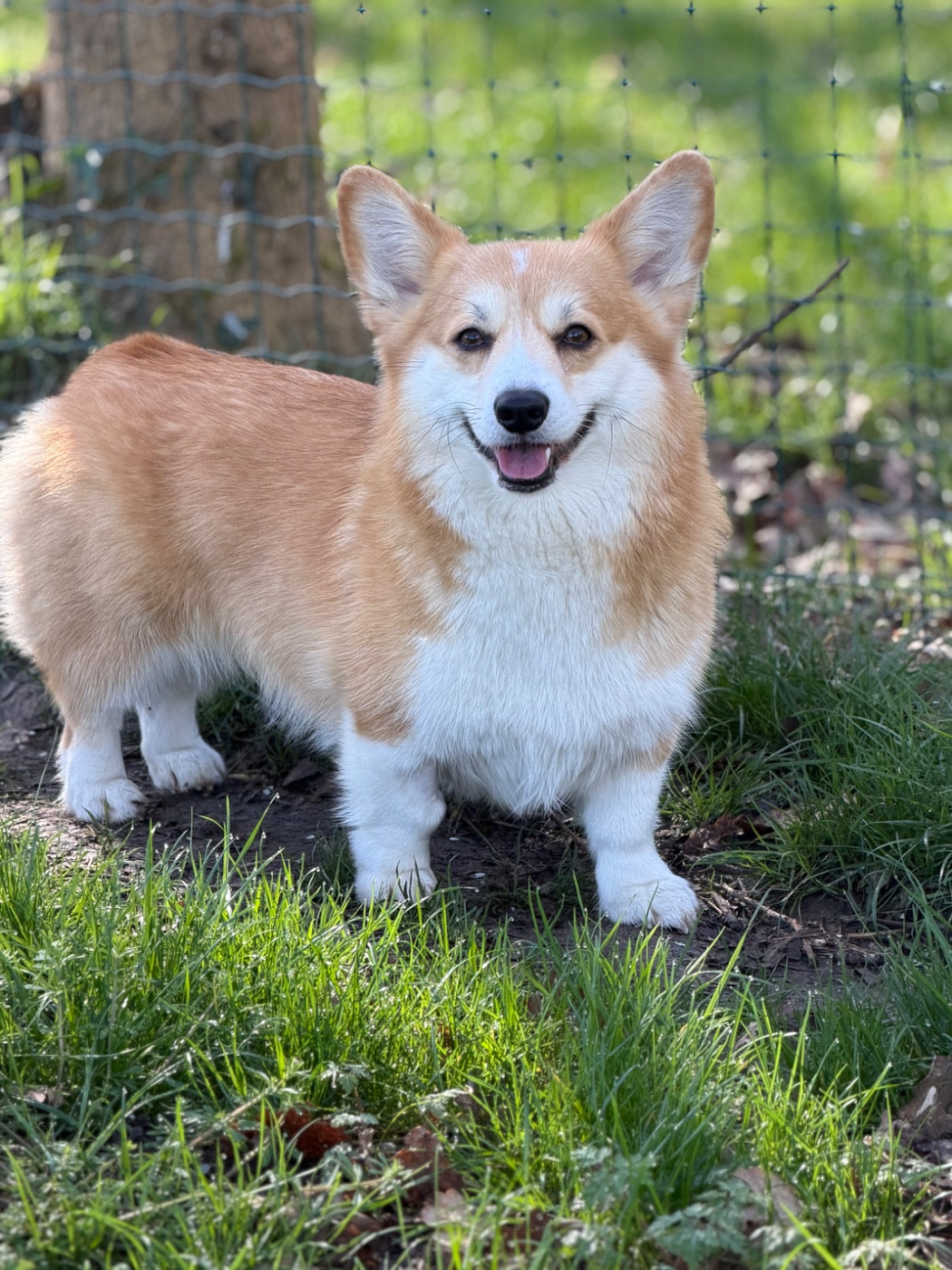 tay bala Jasmine petal