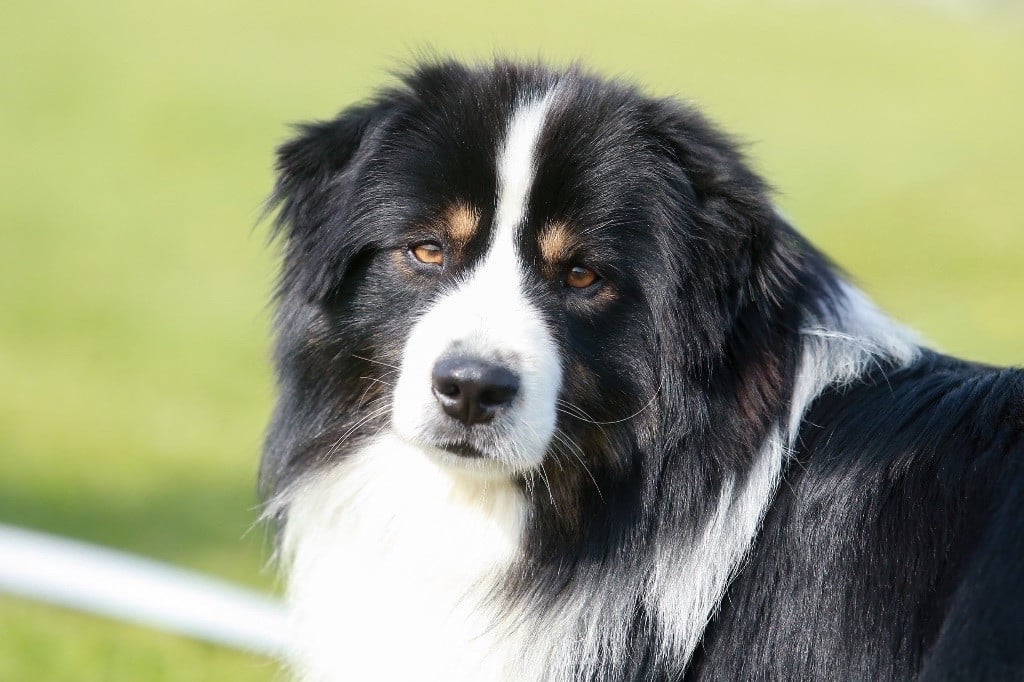 Ben - bruno mini de la terra del falco