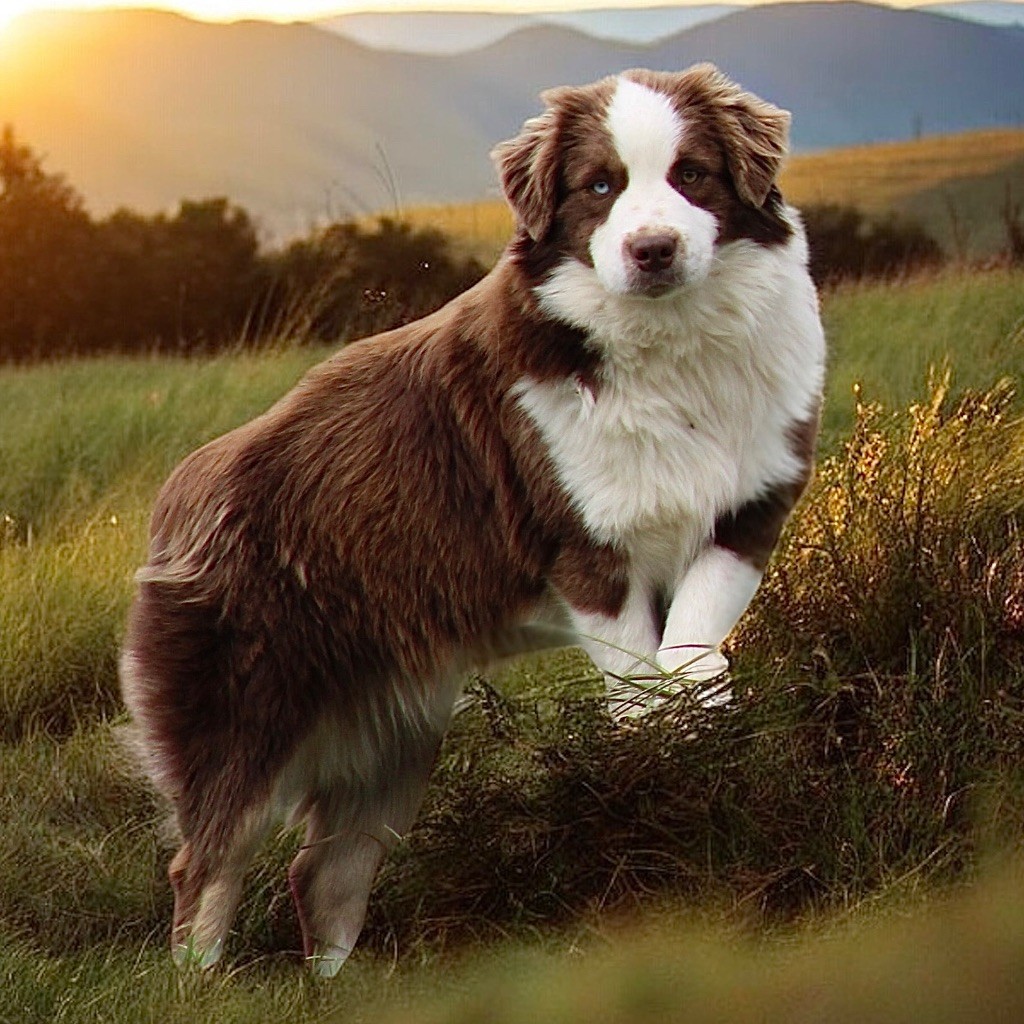 Arrow Des Plaines De Barbizon