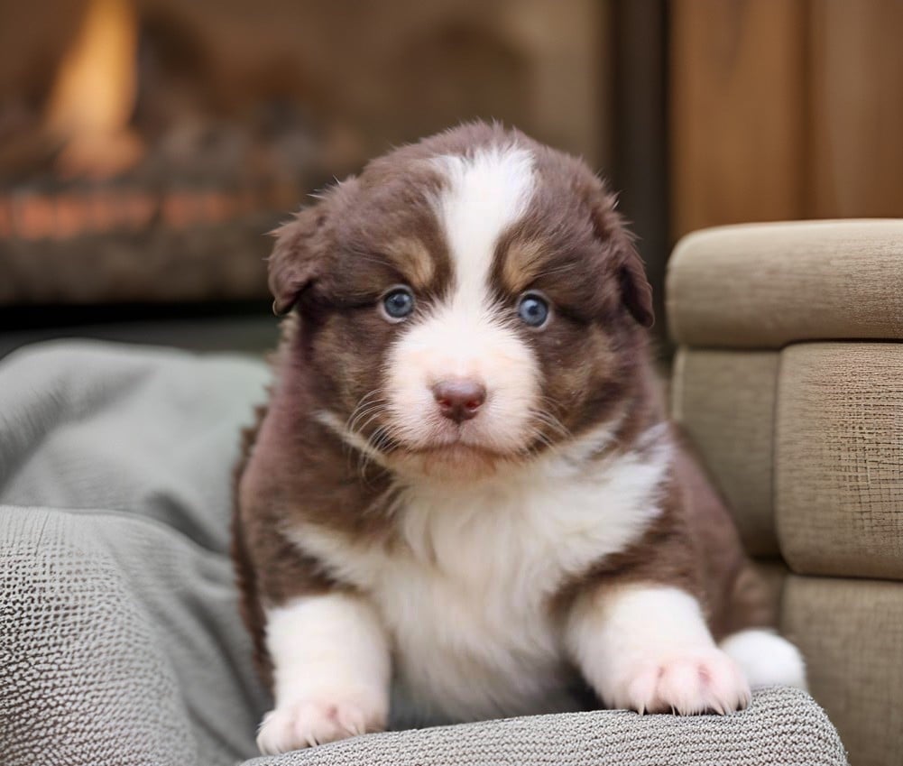 Victoire Des Plaines De Barbizon