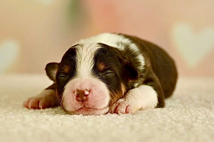 All the stars in the sky of american madness