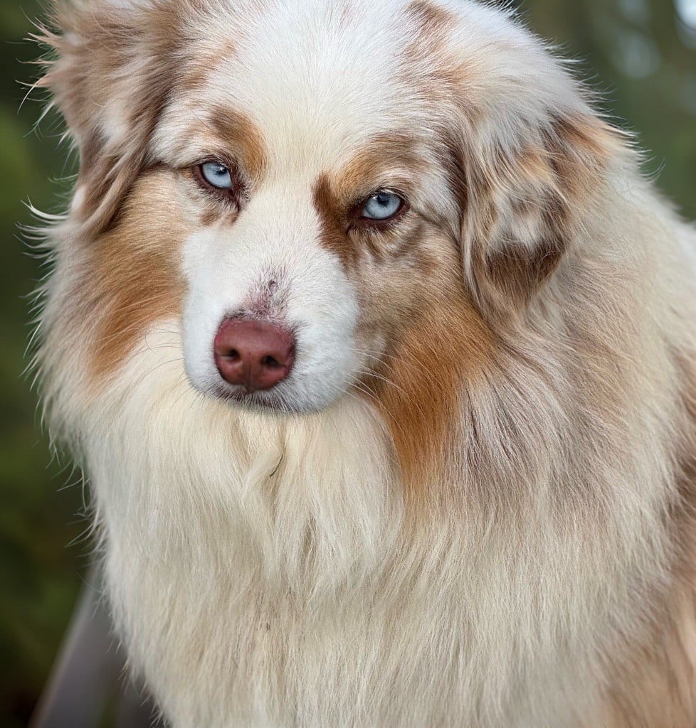 Publication : Des Plaines De Barbizon