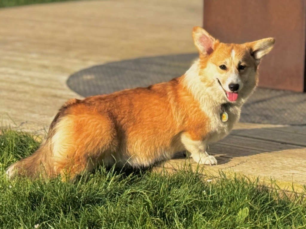 Publication : Des Plaines De Barbizon