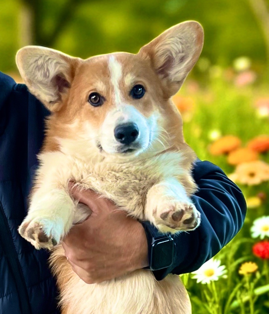 Elton my true companion