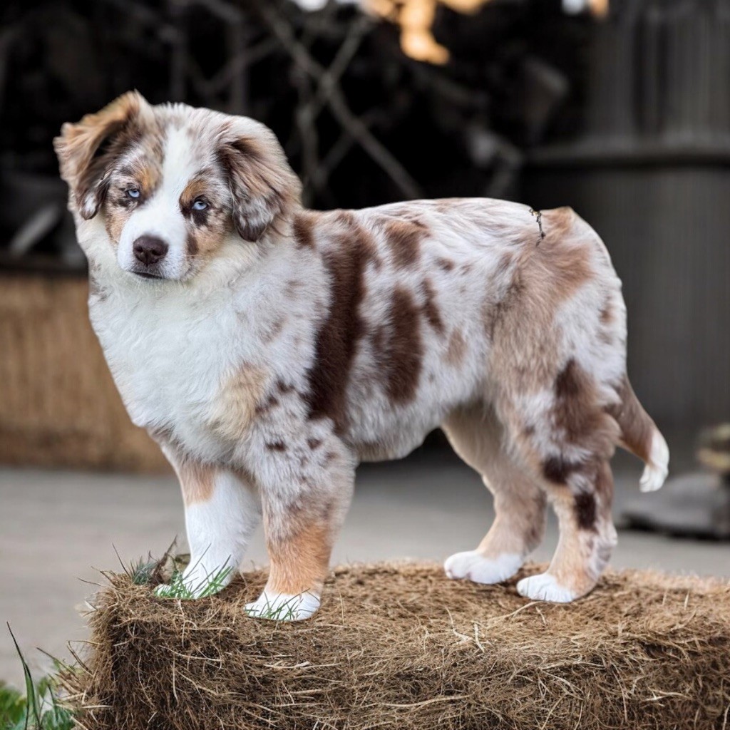 (arya) sarah mini of musimaciay