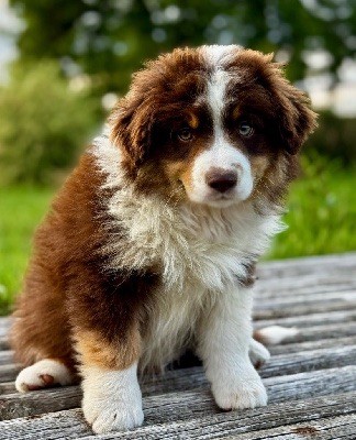 Publication : Des Plaines De Barbizon